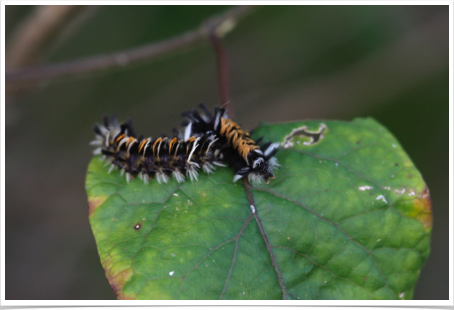 Milkweed Tussock Caterpillar
Euchaetes egle
Marengo County, Alabama